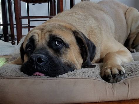 Mastiff adoption - Bullmastiff Rescue Information: The Bullmastiff is a large, powerful dog related to the English Bulldog. Bullmastiffs are very loyal and devoted to their families. Bullmastiffs are very protective and make good guard dogs. A Bullmastiff is a good family pet and gets along well with children, but should be supervised with little ones because of ...